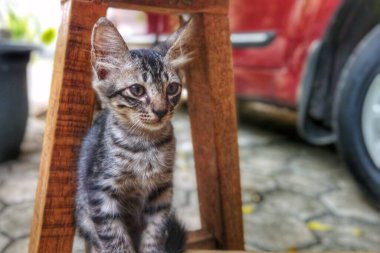 Tahta bir bankın altında saklanan bir kedi yavrusu.