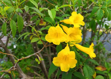 Yerde sarı, yaşlı bir çiçek bitkisi