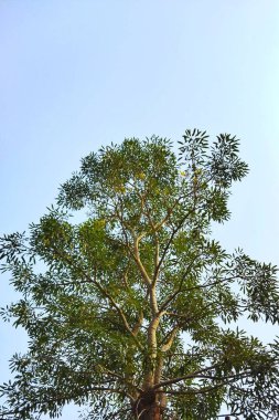 Mavi arkaplanlı uzun ağaç resmi