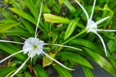 Plaj zambağı çiçeği ya da marihuana üzerine Hymenocallis littoralis resmi 