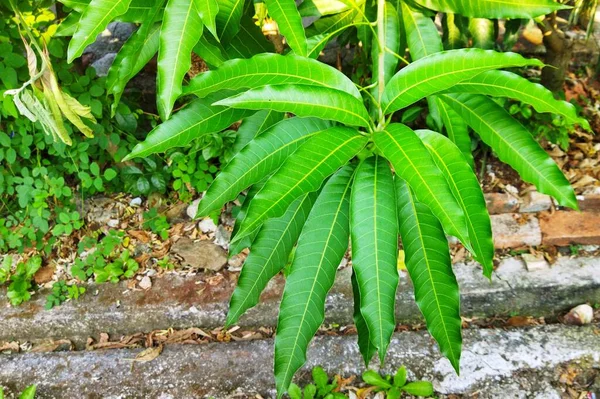 A picture of leaves of Mangifera indica or Mango plant on the ground