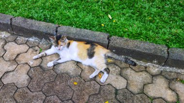 Çim parkının yanında bir kedi yatıyordu.
