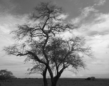 Savanadaki kurumuş ağacın siyah beyaz resmi.