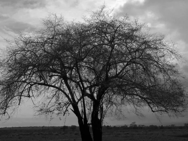 A black and white picture of dry tree on savanna with blue sky and clouds background