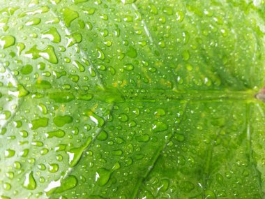 Su damlacıkları olan bir yaprak resmi