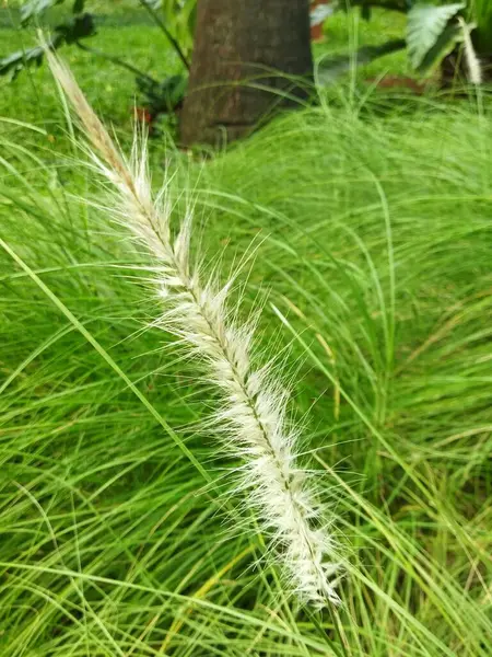 stock image A picture of a fountain grass at a garden