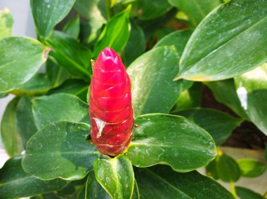 Costus spicatus fabrikasının bir resmi