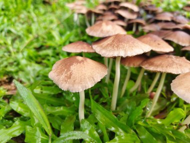 Çimenlik alanda bir grup mantar resmi