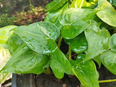 Islak bir Alocasia cucullata yaprağı resmi.