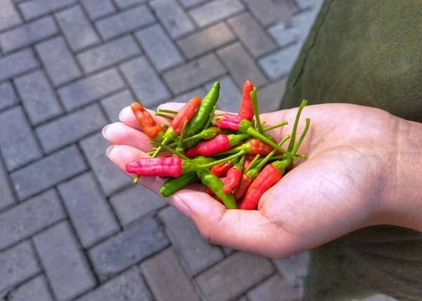 A picture of a person holding bird eye chilis in her hand