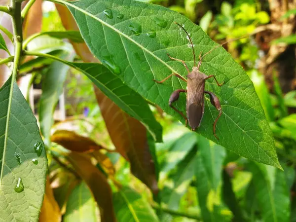 A picture of Leaf-footed bugs on leaf