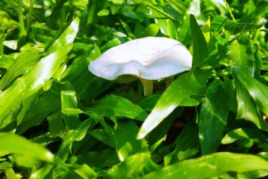 Lentinus tigrinus mantarı resmi.