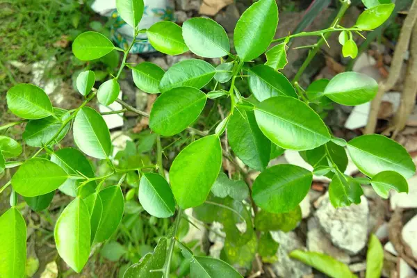 A picture of lime leaves at a lime tree