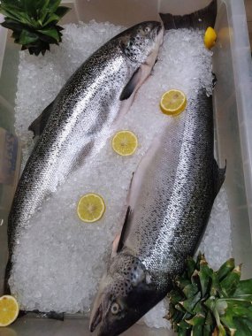 İki somon yerel süpermarkette sergilenmek üzere buzda yatıyordu