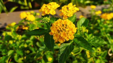  Lantana Camara 'nın sarı çiçekleri.