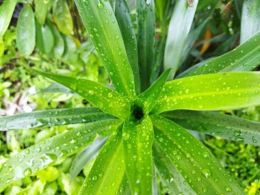 Dracaena Angustifolia 'nın yeşil yaprakları ya da su damlacıkları ile Suji