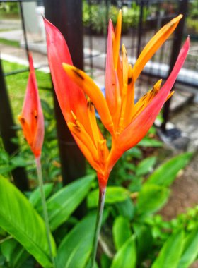 Bahçedeki Heliconia psittacorum bitkisi