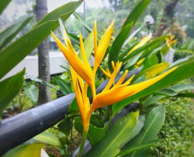 Bahçede sarı bir Heliconia psittacorum çiçeği