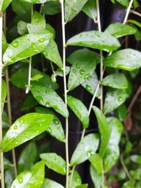 Lee Kwan Yew 'in su damlacıklarıyla çekilmiş yakın plan fotoğrafı.