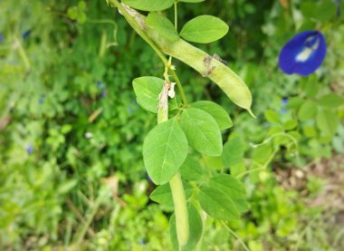 Tohumlu Mor Klitorya Ternatea bitkisi