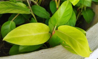 Philodendron yaprakları açık bir bahçede