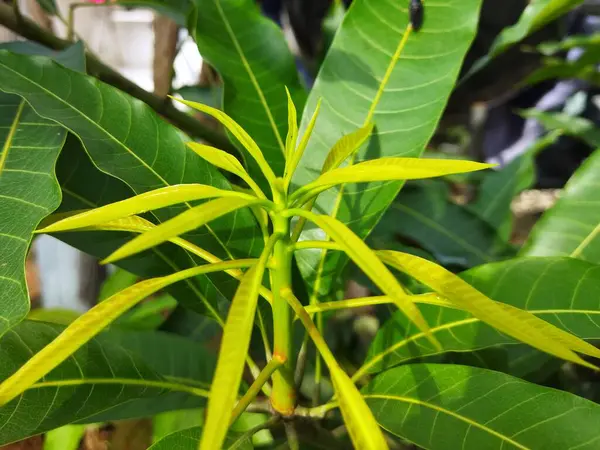 Mango tree plant shoots on an outdoor garden