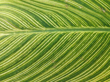 Arkaplan için yeşil yaprak dokusu olamaz 