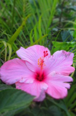 Açık bir bahçede pembe ayakkabı boyama çiçeği. 