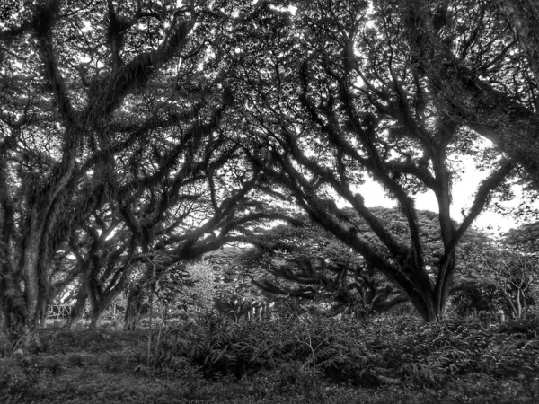 Black and white picture of forest with old tall tree at East java Indonesia