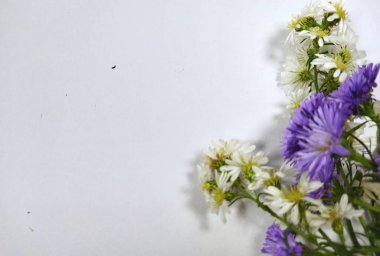 Beyaz arkaplandaki mor ve beyaz paskalya çiçekleri