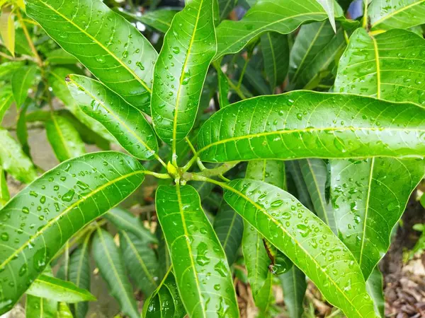 Picture of mango green leaves with its young shoot in  the middle