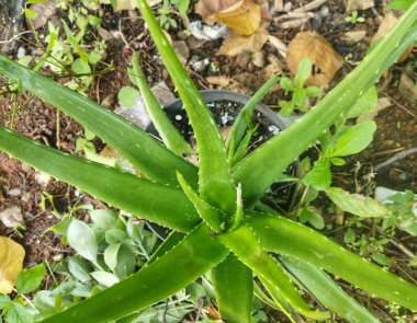 Aloe Vera, açık hava bahçesinde esrar bitkisi. Aloe cilt için kullanılır ve yaraların iyileşmesini sağlar.