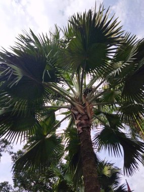 Aşağıdan çekilmiş mavi gökyüzü arkaplanlı bir palmiye ağacı