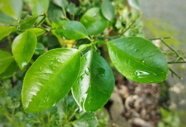 Limon ağacında kireç yaprağı resmi 