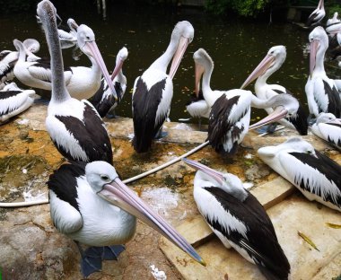 Ragunan hayvanat bahçesi Jakarta, Endonezya 'daki gölette çok sayıda Avustralyalı Pelikan oynuyor.