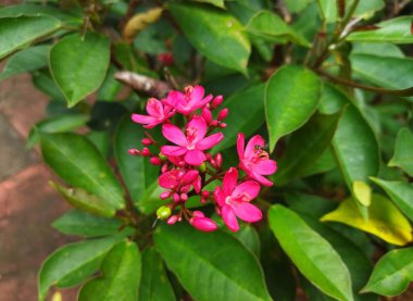 Peregrina 'nın pembe çiçekleri ya da açık bir bahçedeki Jatropha tamgerrima bitkisi