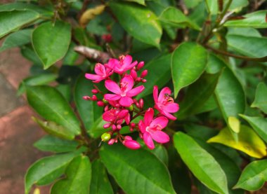 Pink flowers of Peregrina or Jatropha integerrima plant on an outdoor garden clipart