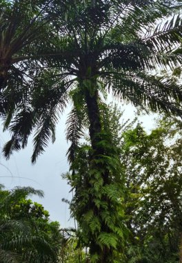 Uzun palmiye ağacı, mavi arkaplanlı böğürtlenden