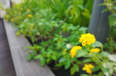 Blurred picture of  yellow flowers of Lantana camara at an outdoor garden clipart