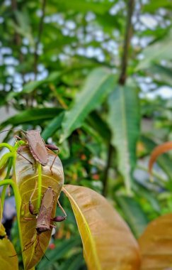 Mango yapraklarındaki iki Acanthocephala terminalis böceğinin fotoğrafı. Bu böcekler Endonezya 'da Walang Sangit olarak da bilinir.