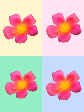 Dört Portekiz gradifolisi çiçeği, dört farklı pastel arka planda izole edilmiş.