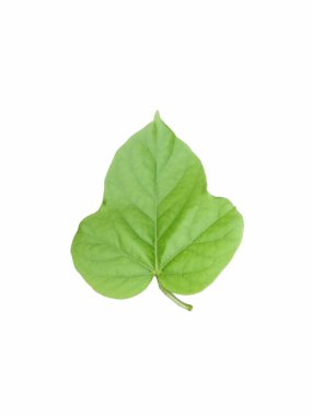 Tek bir yeşil bitki yaprağı, beyaz arka planda izole edilmiş.