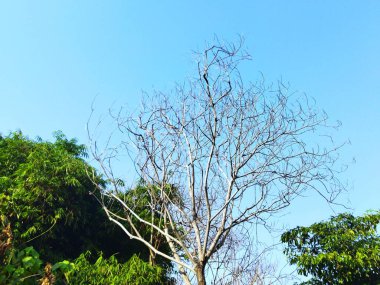 Mavi gökyüzü ve yeşil ağaçların olduğu ölü bir ağacın resmi.