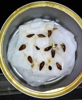 Islak pamuk üzerinde filizlenen ayçekirdeği görüntüsü.