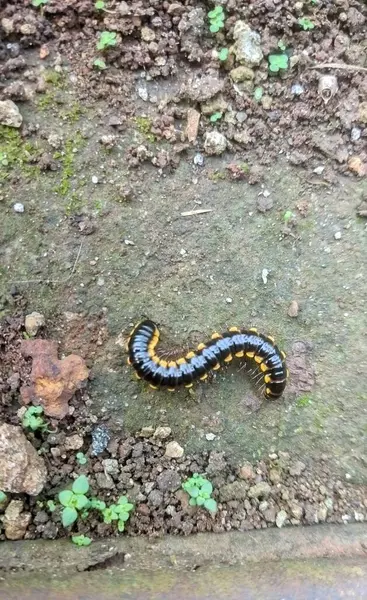 Bahçede bir kırkayak ya da Asiomorpha coarctata.