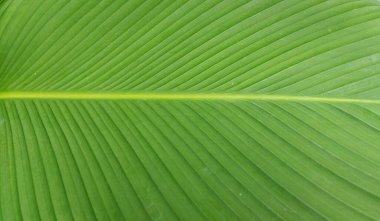 Background picture of big green leaf with texture