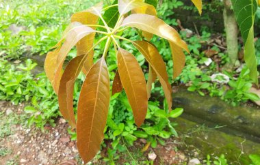 Mango ağacının açık hava bahçesindeki kahverengi yaprakları.