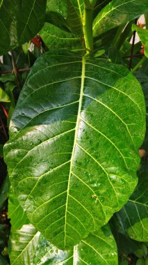 Ficus Spetica bitkisinin büyük yaprağı açık bir bahçede.