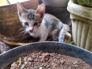 Şirin bir kedi yavrusu açık hava bahçesindeki bir tencerenin arkasında saklanıyordu.