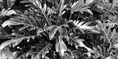 Thaumatophyllum xanadu bitkisinin bir resmi